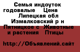 Семья индоуток, годовалые. › Цена ­ 2 500 - Липецкая обл., Измалковский р-н, Пятницкое с. Животные и растения » Птицы   